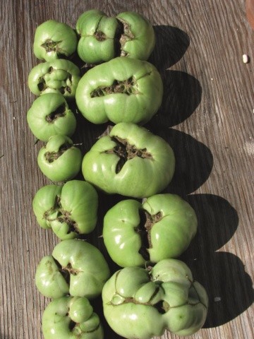 Ако зелените домати вече показват "котешко лице", по-добре е да ги премахнете, защото плодовете така или иначе няма да узреят равномерно. 