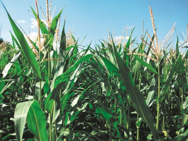 За 10–14 діб від викидання волотей до молочної стиглості зерна протягом 30 діб триває критичний для кукурудзи період щодо вологозабезпечення