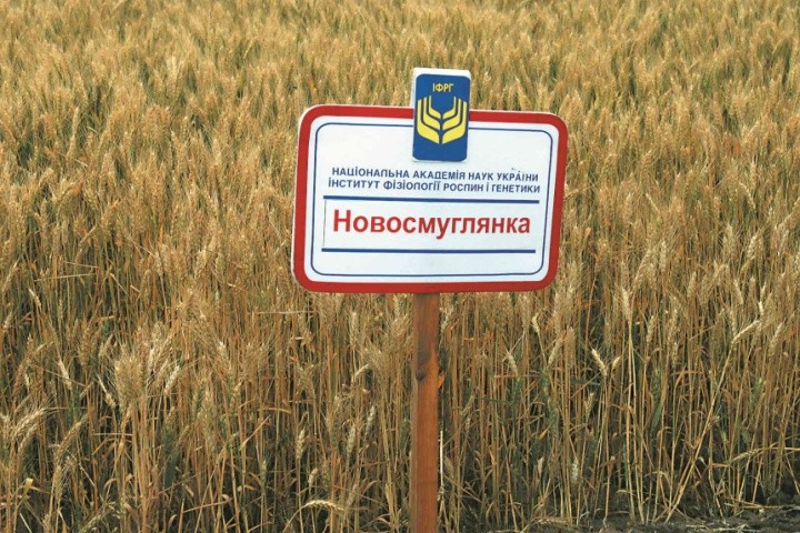 Новосмуглянка — один із урожайних рекордсменів ланів України
