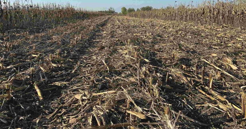 Рослинні рештки зібраної навесні кукурудзи не встигнуть мінералізуватися поточного сезону. Тому слід скорегувати програму живлення вирощуваних після кукурудзи сільськогосподарських культур