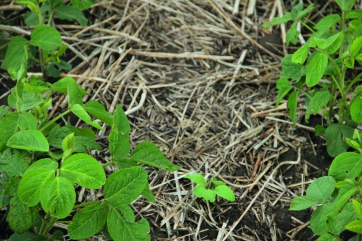 Соя – це культура, яка дуже добре відгукується на систему no-till та органічні добрива. До речі, як мені розповів мій колега, соя любить вуглець. Всі заточені на те, щоб вносити добрива під цю культуру. Але треба орієнтуватись на практику накопичення вуглецю.