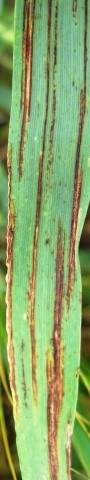 Ти­пові симп­то­ми  сітча­с­тої пля­ми­с­тості  на ли­ст­ковій пла­с­тинці яч­ме­ню