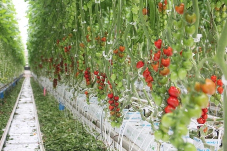 Тепличне виробництво томатів, особливо у високотехнологічних теплицях, дає змогу отримати врожайність на одиницю площі у 6,4 рази вищу, ніж у відкритому ґрунті