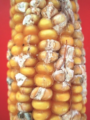 Біль качанів кукурудзи: сумісний прояв із фузаріозом
