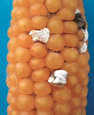Біль качанів кукурудзи: загальний вигляд патологічних зернівок