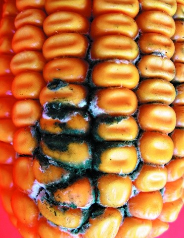 Пліснявіння качанів кукурудзи