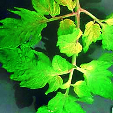 Хлороз за нестачі заліза: на перших стадіях жилки залишаються зеленими,  потім — жовтіють, а листя біліє