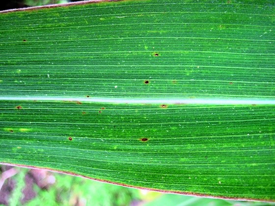 Признаки ржавчины на листьях кукурузы