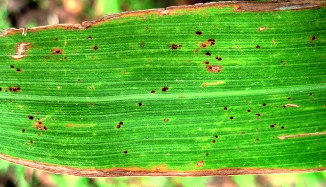 Признаки ржавчины на листьях кукурузы