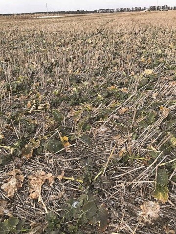 Дотримання сівозміни за No-till — це дуже важливо (посіви ріпаку озимого)