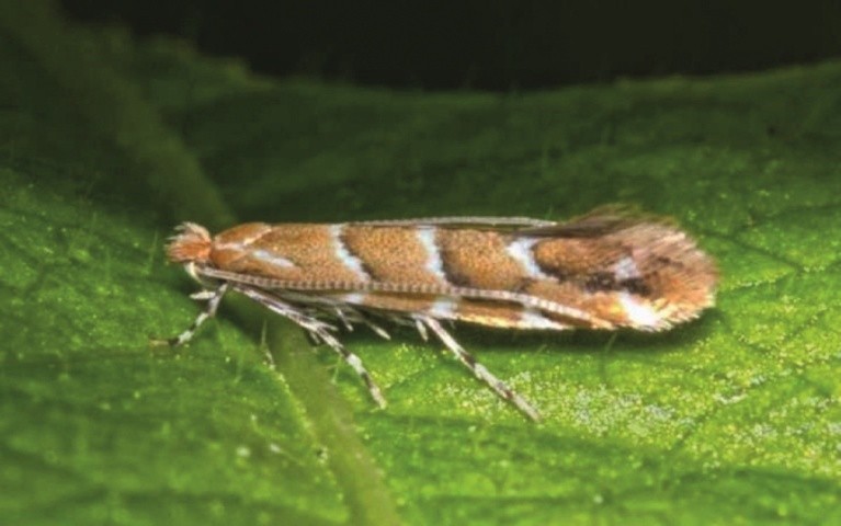 Дорослий метелик картопляної молі (Phthorimaea operculella Zell.)