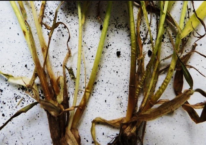 До хвороб, що уражують рослини озимих зернових у ранні фази розвитку, належать кореневі гнилі