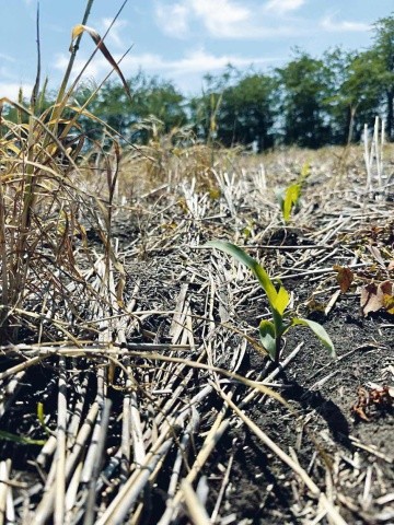 Кукурудза за технологією no-till