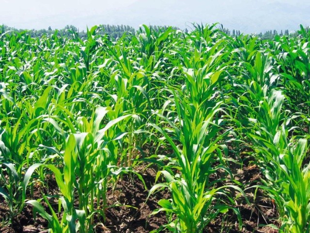 Кукурудза не зникне з українських полів