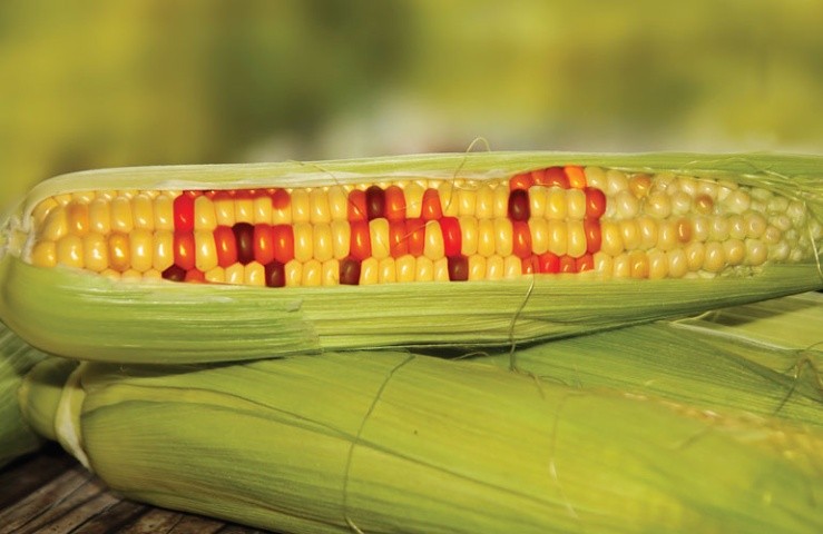В Україні виявляють різні сорти ГМО кукурудзи