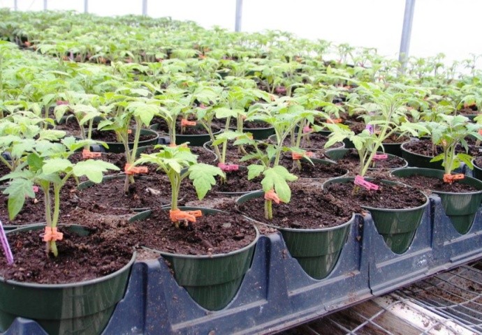 Найпоширенішим методом є щеплення томатів у два стебла (з одного кореня виростає два стебла)