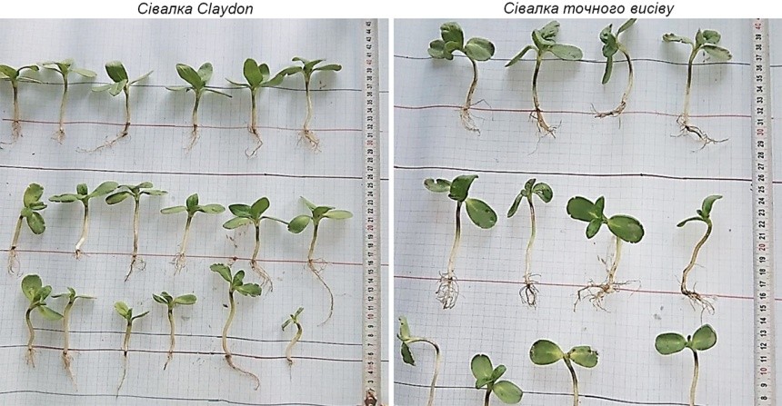 Стан розвитку рослин соняшнику, висіяного різними сівалками (Перша фаза (12) — розвиток розетки листя)