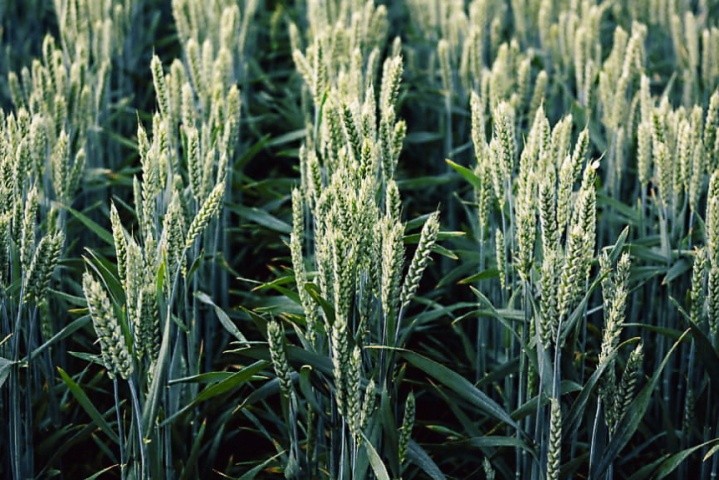 Пшениця озима Мескаль