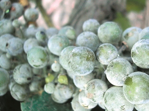 Мілдью залишається найнебезпечнішою грибною хворобою європейських сортів винограду