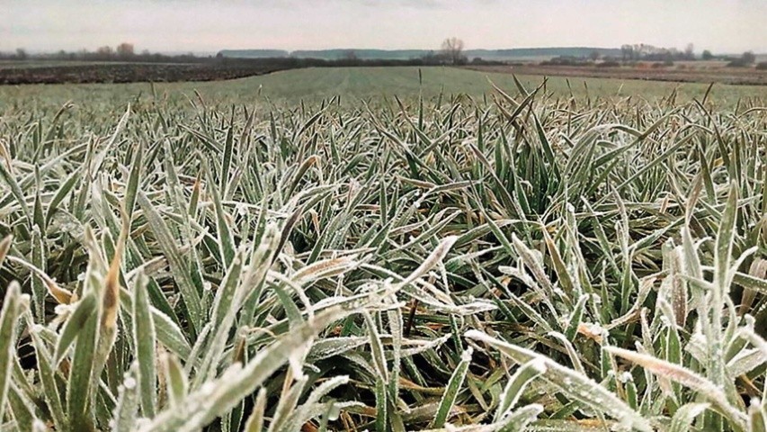 Ще на початку 2000-х років спостерігалися морозні періоди, коли в Україні приблизно 80 % пшениці озимої вимерзло