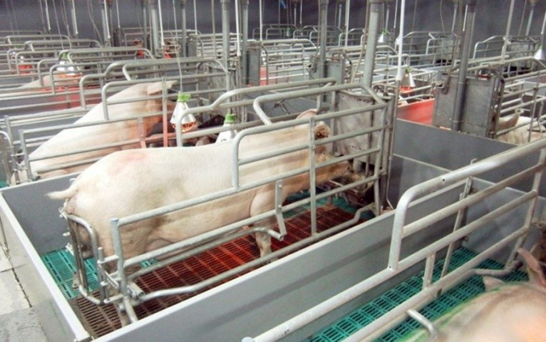 лужУ приміщеннях для утримання холостих і поросних свиноматок окремі станки дезінфікують кожного разу після звільнення їх від тварин