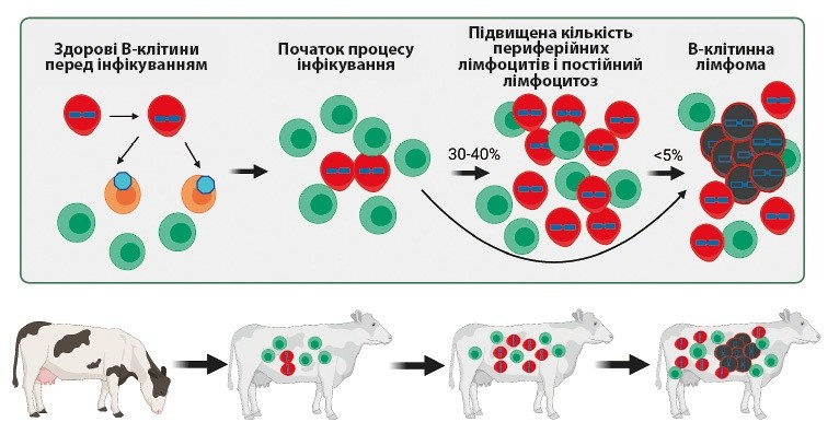 У більшості випадків при виникненні лейкозу ВРХ в організмі тварини починаються патологічні зміни, пов’язані з інтенсивним поділом клітин, розмноженням і розростанням в органах кровотворення, спинному мозку, лімфатичних вузлах. Заражені клітини крові починають безконтрольно розмножуватися, розносяться по всьому організму тварини, потрапляють до всіх можливих органів і тканин, утворюючи на них пухлини