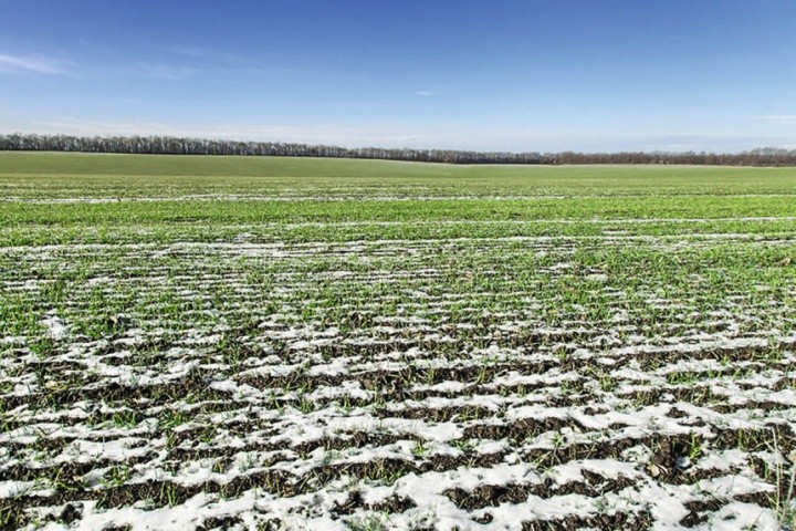 Надлишкове споживання азоту рослинами зернових злакових культур восени згубно впливає на морозо- та зимостійкість за перезимівлі
