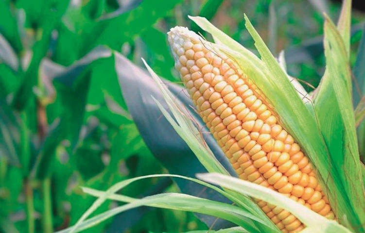Вибір насіння кукурудзи доволі широкий, дефіциту в якісному насінні в Україні немає
