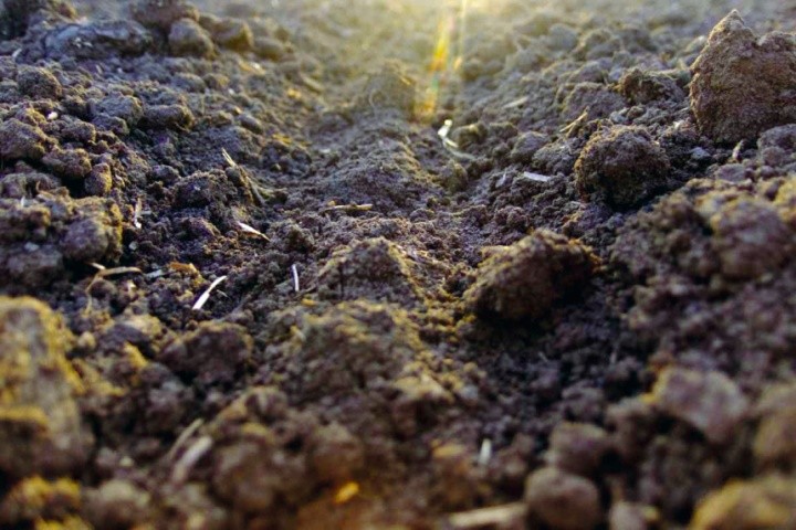 Насіння ріпаку оточене частками ґрунту розміром 1–3 мм, за вологості ґрунту 17,3 %, проростає вдвічі швидше, ніж, коли фракції мають розмір 7–10 мм