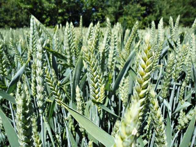 Найкращими попередниками в умовах України для ріпаку озимого є ячмінь озимий та пшениця озима