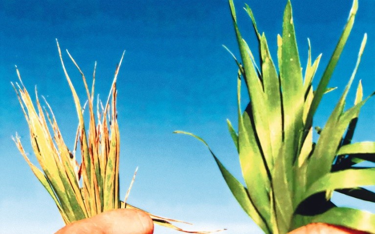 Гострий дефіцит міді може призвести до слабких рослин та серйозних втрат урожаю