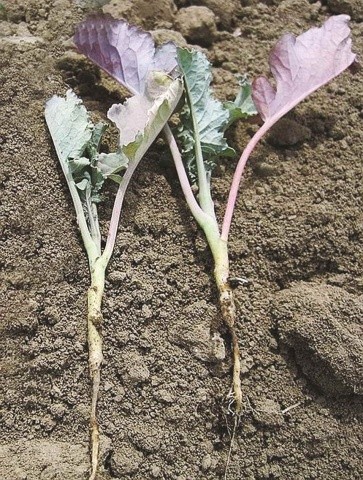 Коренева система рослин, стійких (ліворуч) та нестійких (праворуч) до чорної ніжки, кореневих гнилей та інших захворювань сортів