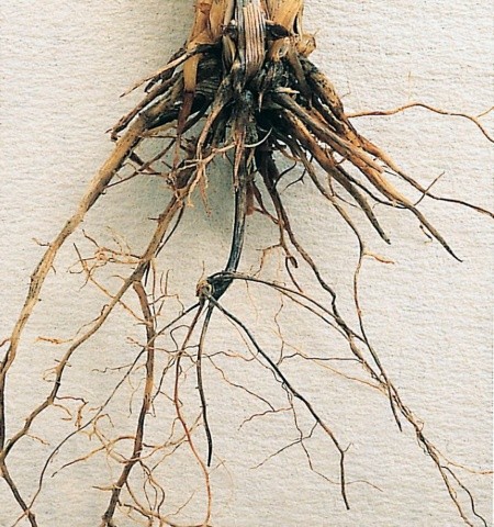 Офіобольозна коренева гниль (Ophiobolus graminis Sacc)
