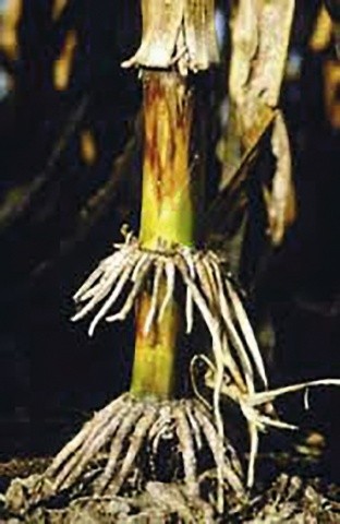 Прояви диплодіозу на стеблі кукурудзи