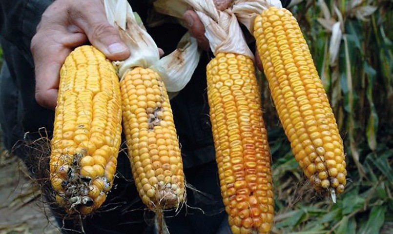 Запізнення зі збиранням кукурудзи спричинює посилення розвитку диплодіозу на качанах. Ураження качанів на деяких полях може сягати 15–25 %