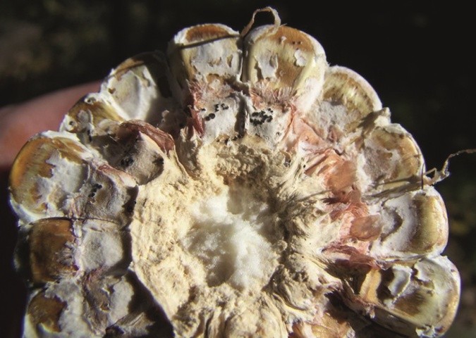Диплодіоз качанів кукурудзи являє собою білу плісняву, що починається біля основи качана, яка з часом стає сірувато-коричневою і викликає гниття всього качана
