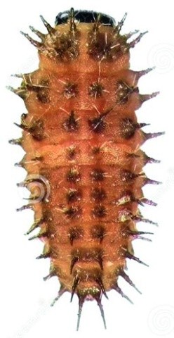Личинка хілокоруса двокрапкового