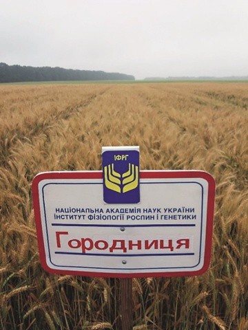 Фото 2. Сорт Городниця також сформував високий урожай  — 11,67 т/га