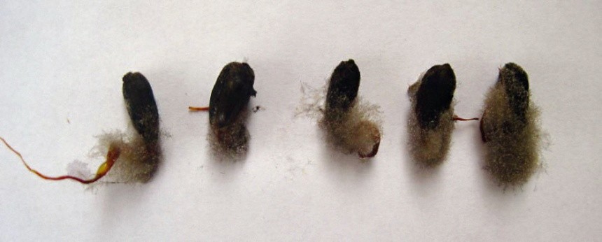 Сіра гниль соняшнику: інфіковане насіння під час пророщування у вологій камері