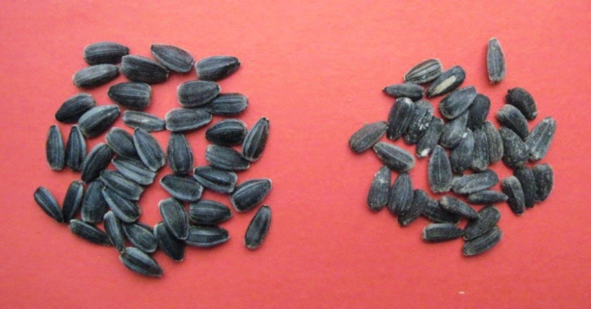 Зовнішній вигляд насіння: здорового (ліворуч) та ураженого білою гниллю (праворуч)