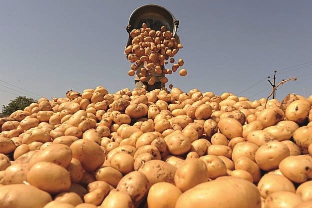 На Західній Україні врожай картоплі не просто хороший — це супер врожай