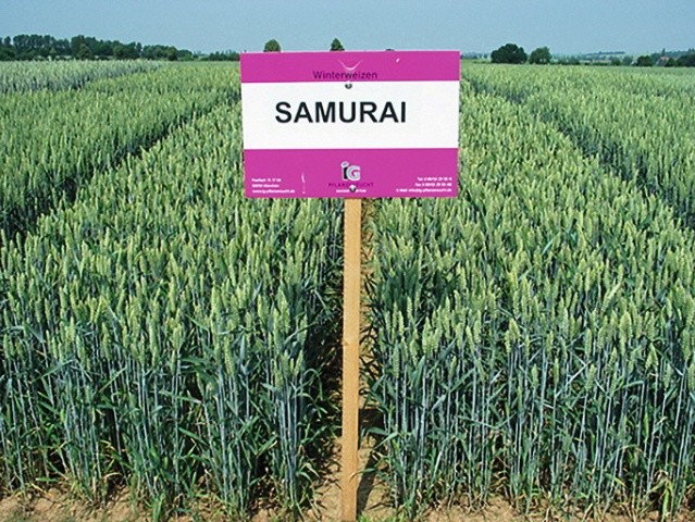 Пшениця озима Самурай