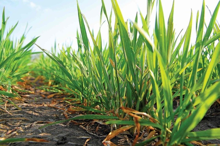 В умовах достатнього зволоження посівного шару (понад 10 мм) жито відзначається інтенсивним кущенням рослин