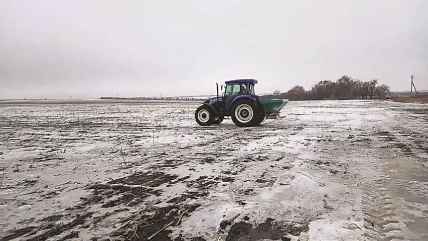 Доза азоту для першого підживлення залежить від стану посіву та часу відновлення вегетації