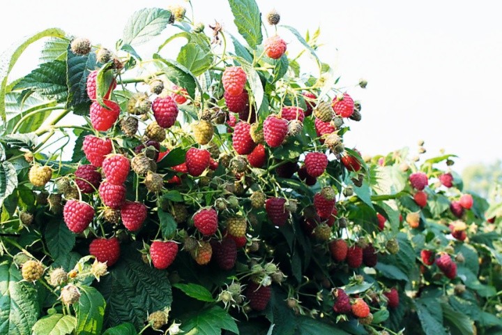 Після цвітіння малини варто внести магній-хелати і кальцій бор для міцності ягод