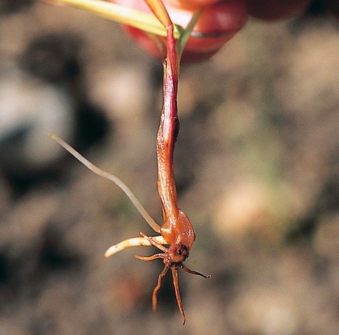 Пітіозна коренева гниль (Pythium spp)
