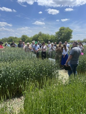 Тільки на демонстраційному посіві було висіяно 11 сортів-іновацій київських пшениць