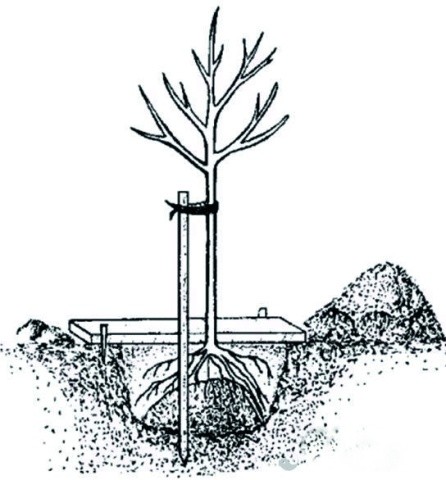 Перед садінням відмерлі і пошкоджені корені підрізають до здорового місця