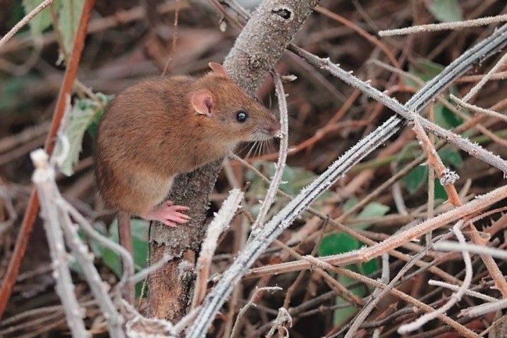 Для ефективного захисту від мишей здійснюють контроль за їхньою чисельністю