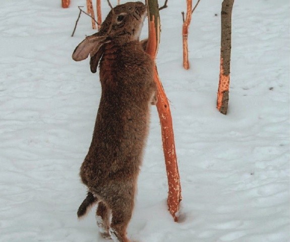 Ласують зайці взимку корою, ягодами і фруктами, які залишаються на чагарниках і плодових деревах